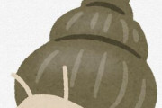 水槽に湧きまくるタニシ、通称スネール　もうどうにもとまらない