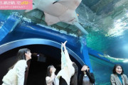 1718期水族館ロケｷﾀ━━━━(ﾟ∀ﾟ)━━━━!!