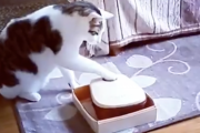タイマー式餌箱の突破方法をマスターしてしまったネコちゃんの動画が大人気に。