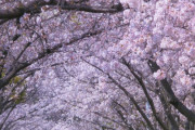 【画像】枝垂れ桜撮ってきた！