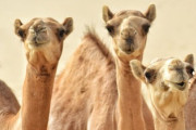 【悲報】美人ラクダ度を競う「美ラクダコンテスト」で整形手術を受けた40頭以上のラクダが失格へ