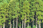 なんで日本は杉の木を無くならせないの？