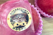 「私が生産者の父の“猫”です」　桃に貼られた生産者シールに称賛の声「これは可愛い」「安心感が生まれる」