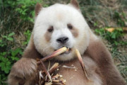 ジャイアントパンダのレア種、茶色パンダの“チーザイ”、いじめ乗り越え養子縁組が成立