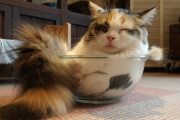 【ねこ画像】ねこ in ボウル、おねむねこ ほか【再】