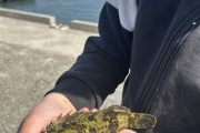 この魚の名前教えて