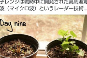 電子レンジで水を沸かして植物にかけると枯れてしまうことが判明