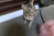 【動画】猫さん握手してくれない（悲
