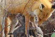 狐「田舎ってクソだわ」都市部で子育てするキツネが急増
