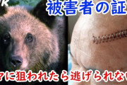 東北各県　日本中の動物愛護団体やらなにやらから「クマを駆除するな」と叩かれまくる事態に　ニュースにより増加