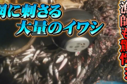 【前兆】“尋常じゃない量”のイワシ 定置網が壊れ…海岸にも延々と なぜ?富山湾に異変
