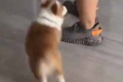 【子イヌ】 飼い主が部屋の中を移動する。お願いしま～す♪ → 子犬は何度もこうなります…