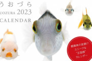 魚のかわいい“正面顔”が満載！『うおづらカレンダー』の2023年版が販売開始（画像あり）