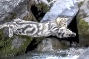 【ネコ】大冒険。４匹の猫を連れて高山へハイキングに出かけたという記録映像。