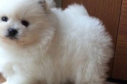 【画像】宇宙一可愛い生物、ポメラニアンの赤ちゃんに決定