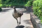 動物園でエミューの「ナリ」が脱走　その後死ぬ