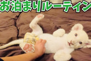 【終国】動物園「ライオン避妊させよっと」日本人「繁殖させないのはかわいそう！」←これ🦁💦