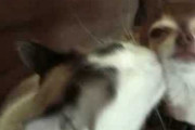【動画】 ねこと犬【再】