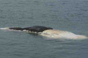 マッコウクジラ？全長20メートルの死骸　夏は出没珍しく　茨城・日立港沖