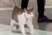 【ネコ】 モデルがウォーキングの練習をしていた。こうやって歩くのよ → 猫先生が教えてくれるんです…