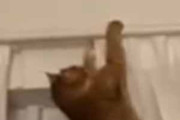 これがネコ飼いのさだめ。２匹の猫がカーテンで遊んでいた → こうなります…