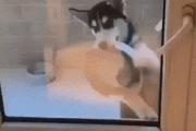 【GIF】フフってなる動物GIF貼ってくｗｗｗｗｗｗｗｗｗｗｗｗｗｗ
