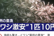 【速報】イワシ、1匹10円へｗｗｗｗｗｗｗｗｗｗｗｗｗ