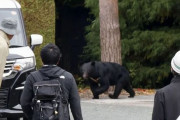 クマ襲撃で54人死傷…日本の秋田県、自衛隊の派遣を要請＝韓国の反応