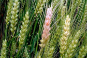 小麦カビ毒、ヨーロッパ全土で確認