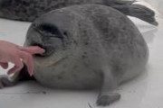 アザラシさん、むぎゅーってされるだけで可愛い