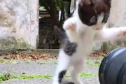 【動画】野良子猫とのフォトセッション。かわいすぎワロタ(*´д｀*)