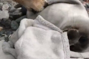 【朗報】イッヌさん、落ちてたアザラシの赤ちゃんを育ててしまう