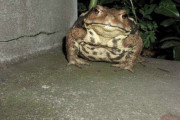 【画像】めっちょでかいカエルが玄関の前にいて草ｗｗｗ