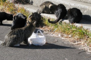 【ねこ画像】某海岸公園のねこたち【再】
