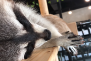 か、かわいい…！世界初の「アライグマカフェ」が人気過ぎる！ 海外の反応