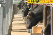 江藤大臣「和牛の在庫が倉庫にこれ以上入らない。このままでは和牛文化そのものがなくなる」 |  脂の少ない赤身の美味い和牛をもっと作ってください