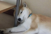 【柴犬画像】何故そんなところで横になる・・・