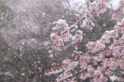 【超カオス】本日、春なのに雪が降り、観測史上最速で桜が開花するホワイトデーとなる！