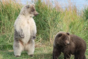 【画像】クマに襲われて人を助けに入って死んだ30代男性の死因がヤバい→