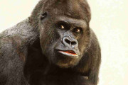 平日深夜にゴリラの画像を貼らないか？