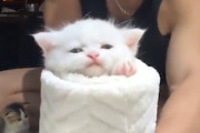 【ネコ】子猫の簀巻きを作る方法。されるがままでワロタ(*´д｀*)