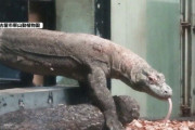 コモドドラゴンが名古屋に上陸、日本では見れる唯一のドラゴンに