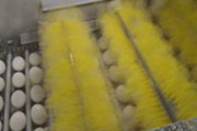 海外「日本には卵を生でも食べられるように洗浄して安全性を確認する工程があるようだ」