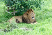 多摩動物園のライオン3頭が死ぬ…猛暑の影響か