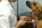 治療してくれている獣医さんの顔をめっちゃ見てくる犬さんが海外で話題にｗｗｗ　←これどういう動物心理なの・・・　海外の反応
