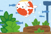【悲報】ワイの金魚、何回元に戻してもまたひっくり返ってる