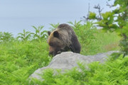 【恐怖】北海道でヒグマ被害が過去最多、死傷者９人