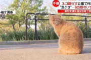 千葉の公園で猫が泡をふくなどで6匹死ぬ「毒物による可能性高い」