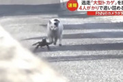 【動画】猫さん、住民を騒がせていたオオトカゲ捕獲を手助けする大手柄！その一部始終がこちらｗｗｗｗｗ