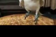 【朗報】インコさん、動物界最強の陽キャだった